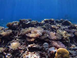サンゴの海